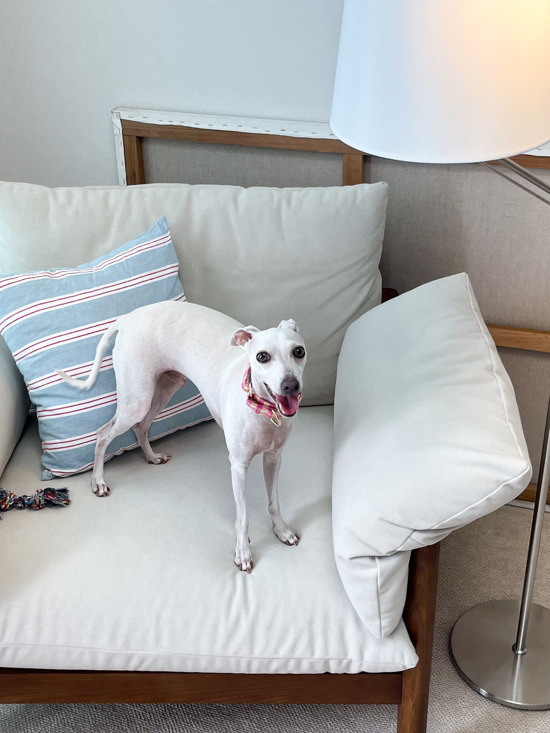 Pink & Yellow Gingham Plaid Martingale Collar on an Italian Greyhound standing on the couch