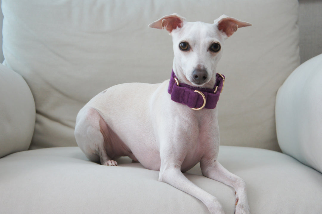 Wide Martingale Collar | Purple (Plush Velvet)