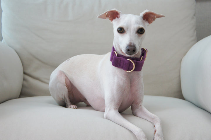 Wide Martingale Collar | Purple (Plush Velvet)