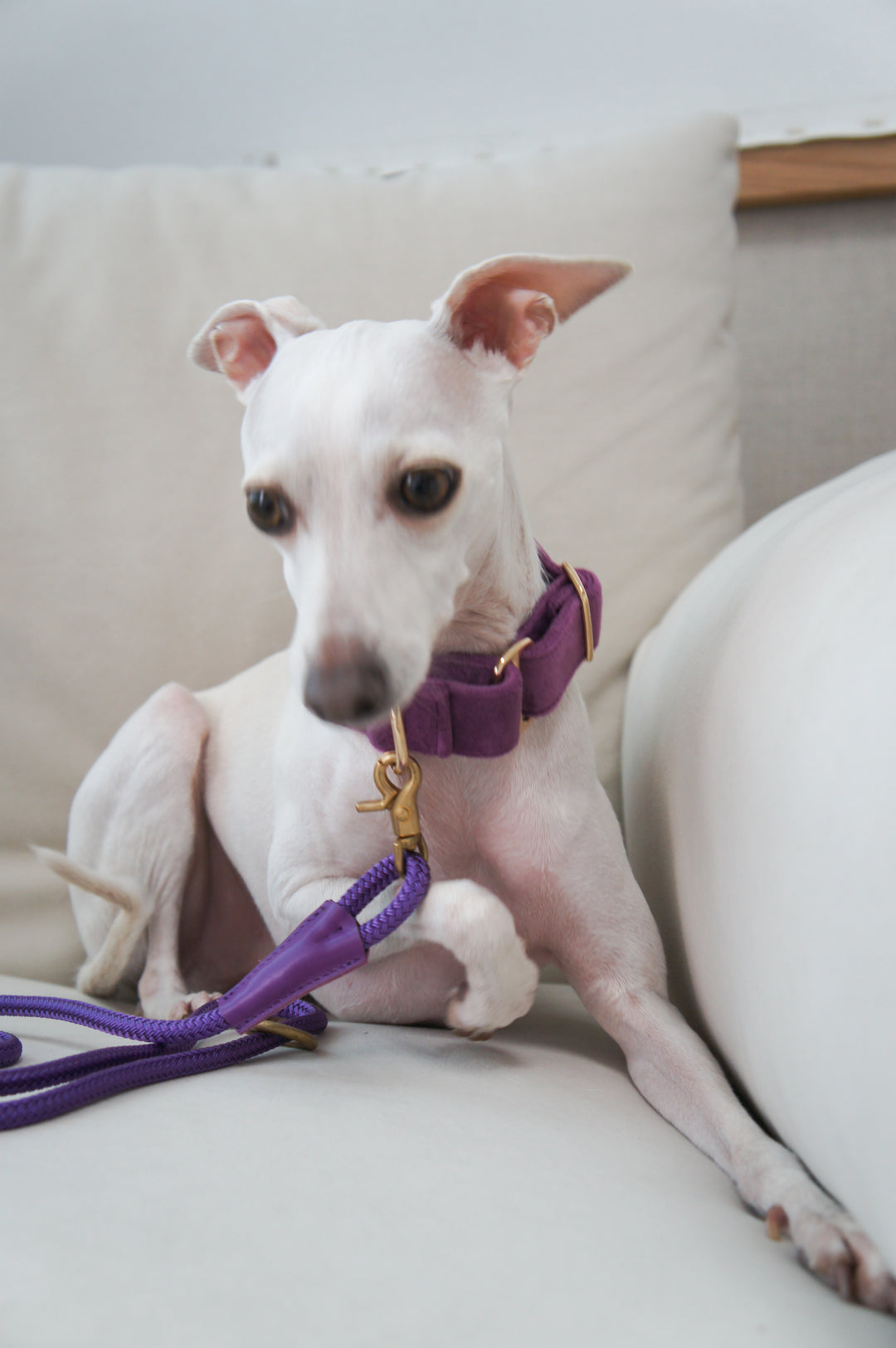Wide Martingale Collar | Purple (Plush Velvet)