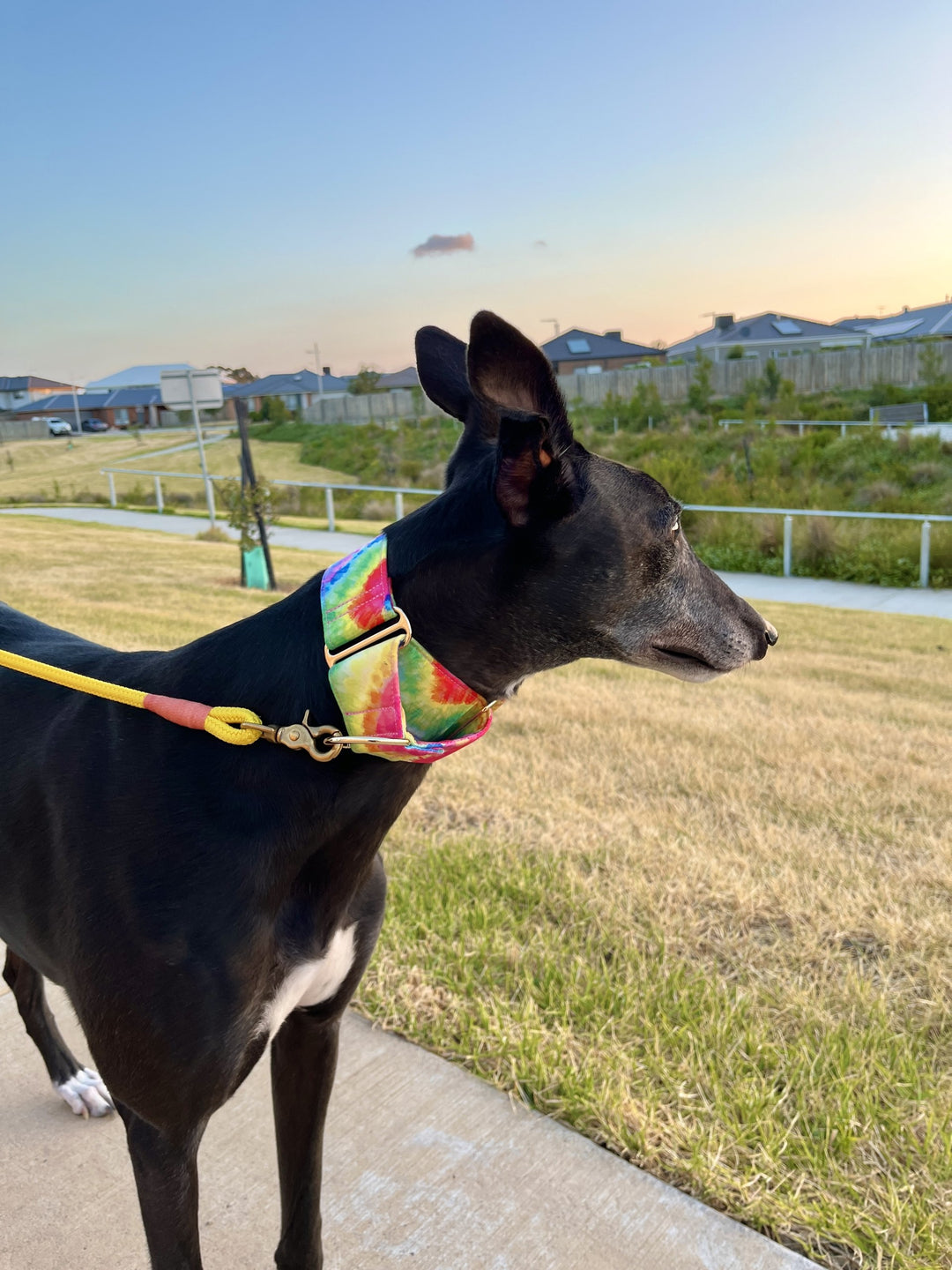 Wide Martingale Collar | Rainbow Paddle Pop (Soft Cotton)