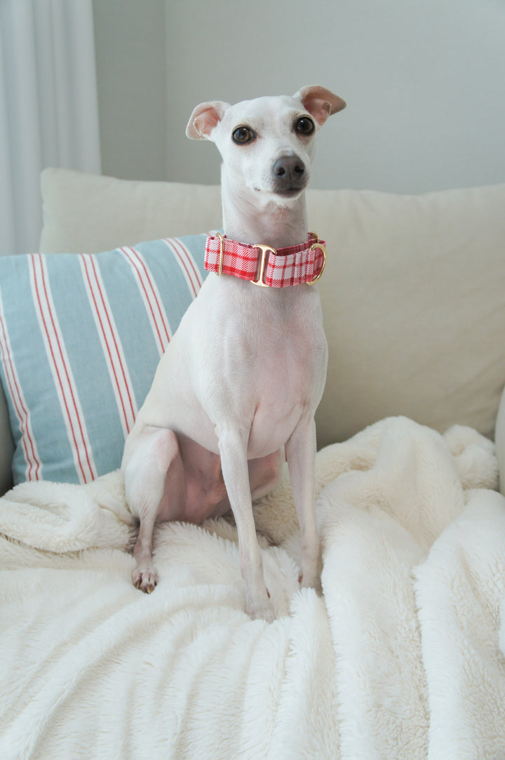 Dahound Red Pink Martingale Collar Model Photo On An Italian Greyhound