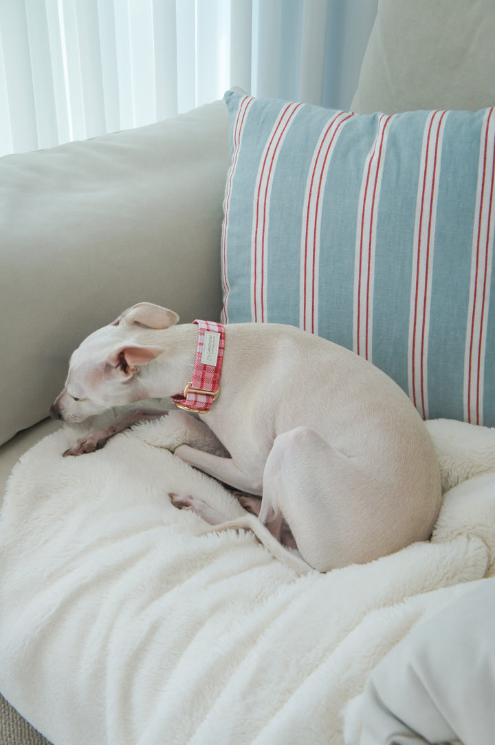 Dahound Red Pink Plaid Martingale Collar Lifestyle Photo With  Sighthound