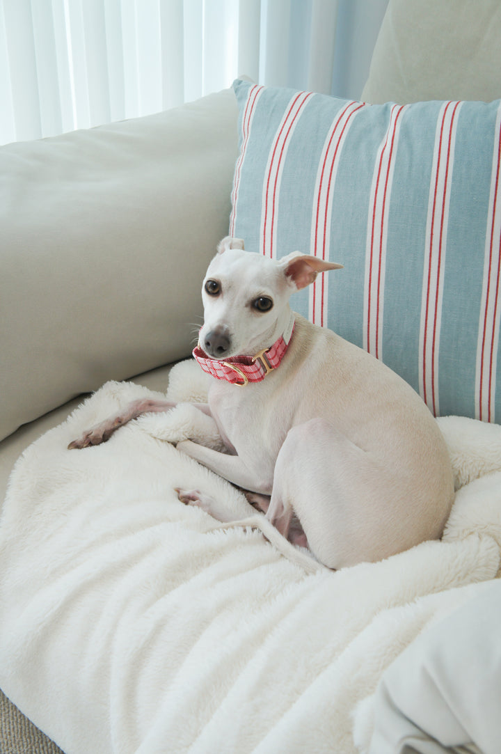 Dahound Red Pink Plaid Martingale Collar Lifestyle Photo With  Sighthound