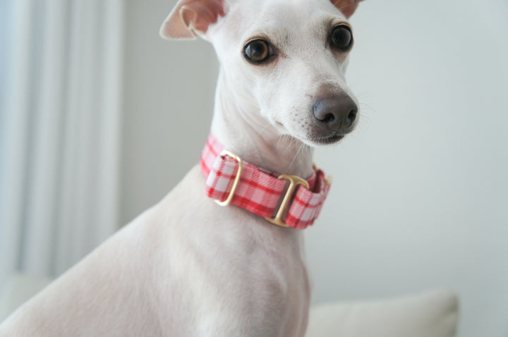Dahound Red Pink Plaid Martingale Collar Lifestyle Photo With  Sighthound
