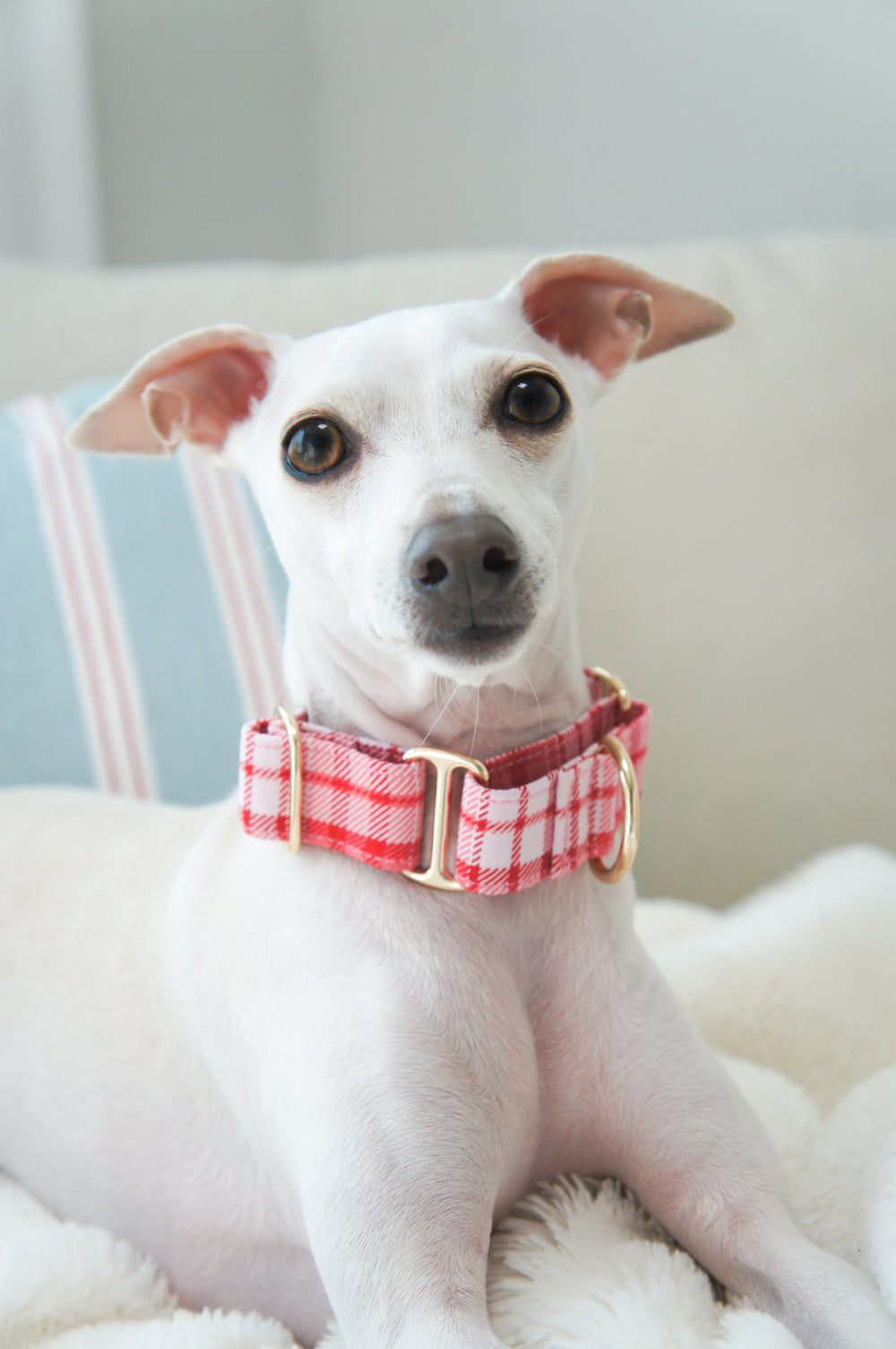 Dahound Red Pink Martingale Collar Model Photo On An Italian Greyhound