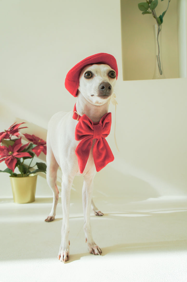 Wide Martingale Collar | Scarlet Red (Plush Velvet)