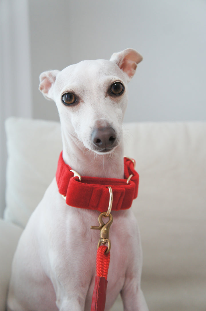 Wide Martingale Collar | Scarlet Red (Plush Velvet)