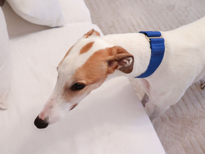 Dazzling Blue Martingale Collar Lifestyle Greyhound