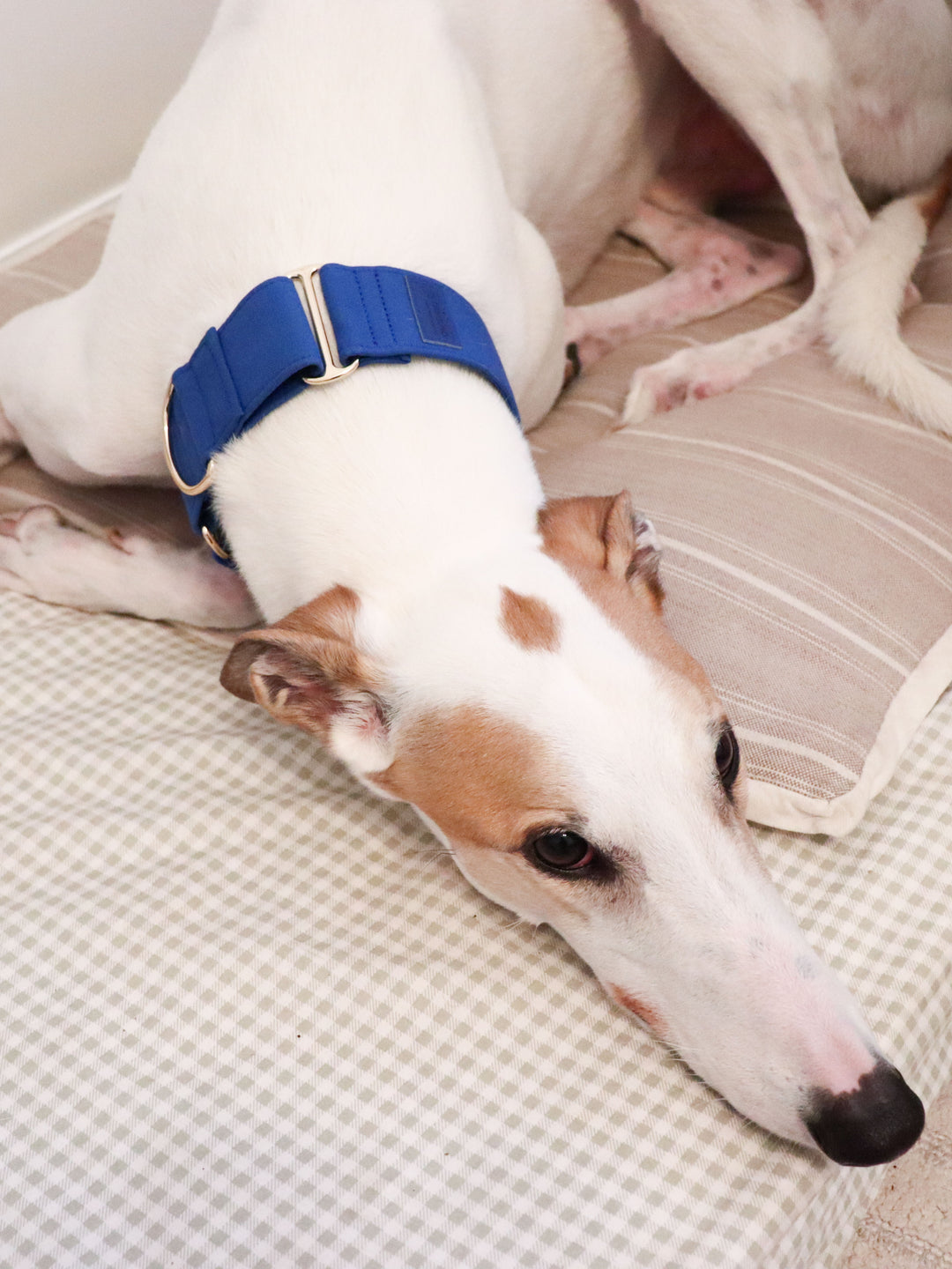 Dazzling Blue Martingale Collar Lifestyle Greyhound