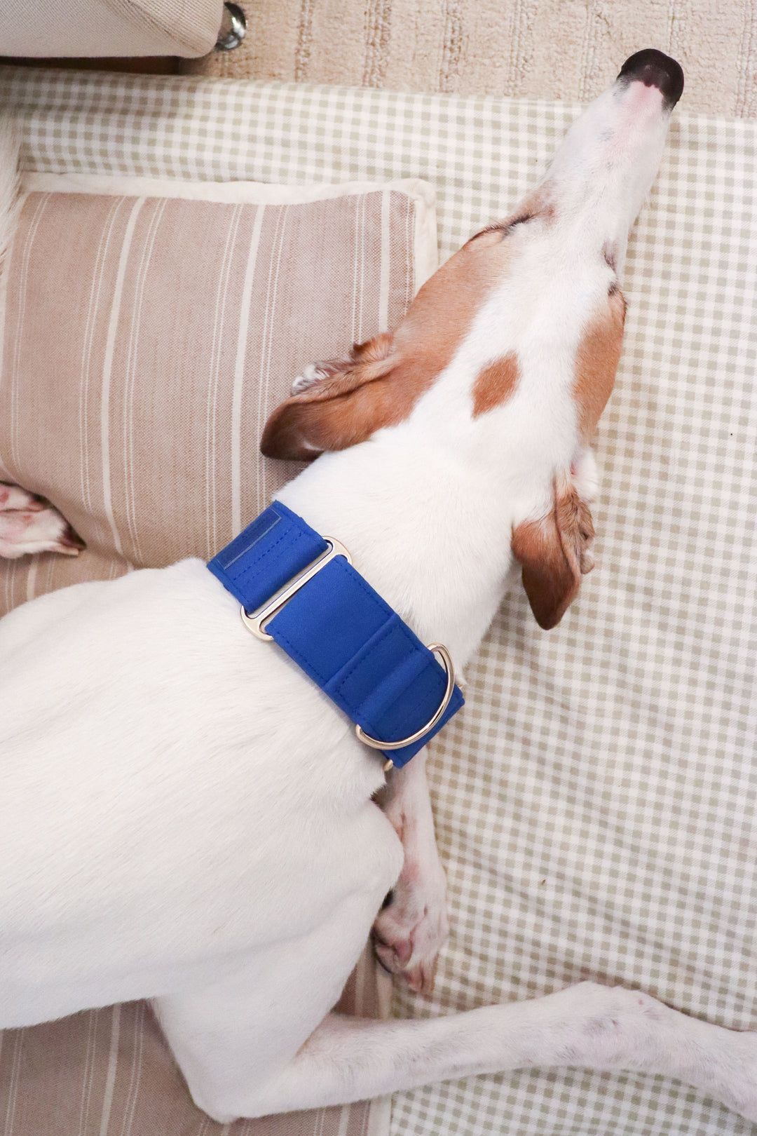 Dazzling Blue Martingale Collar Lifestyle Greyhound