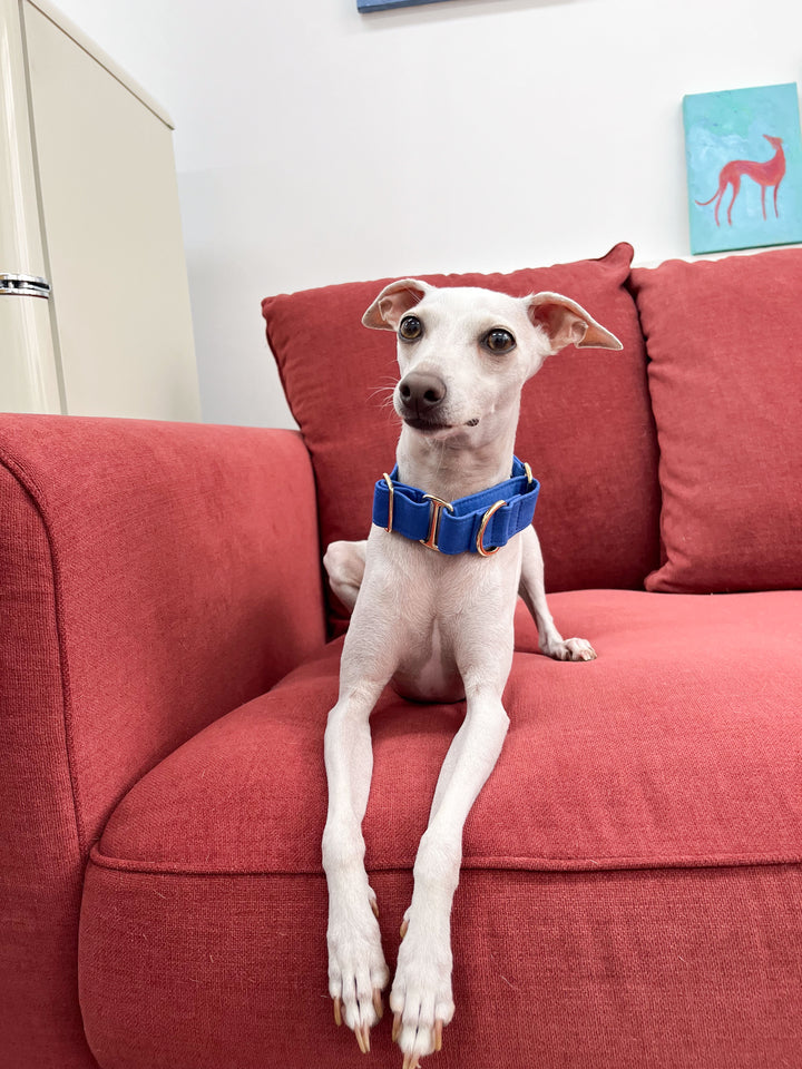Dazzling Blue Martingale Collar Lifestyle On Italian Greyhound