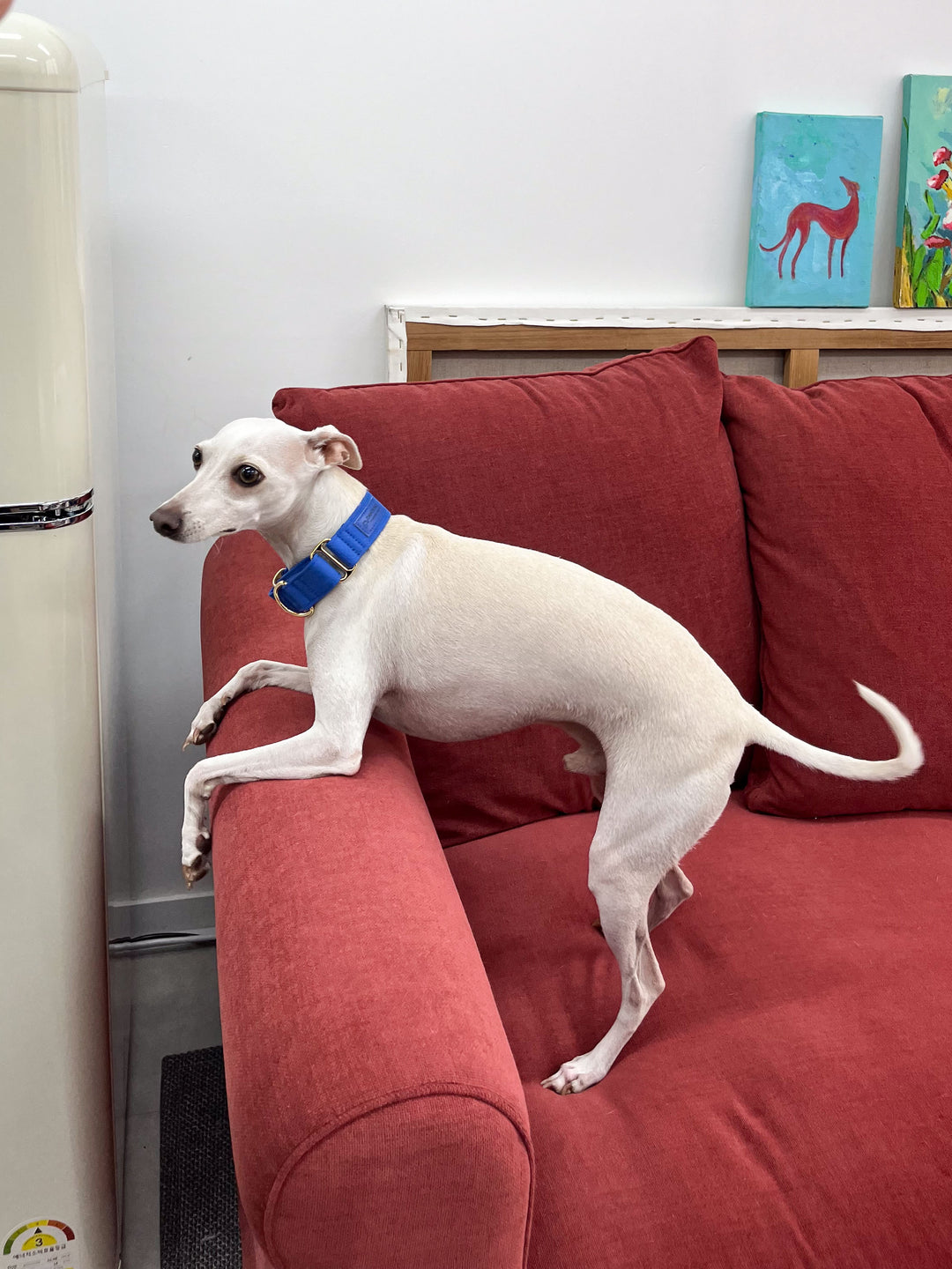 Dazzling Blue Martingale Collar Lifestyle On Italian Greyhound