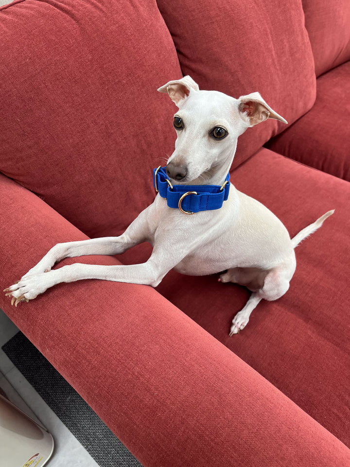 Dazzling Blue Martingale Collar Lifestyle On Italian Greyhound