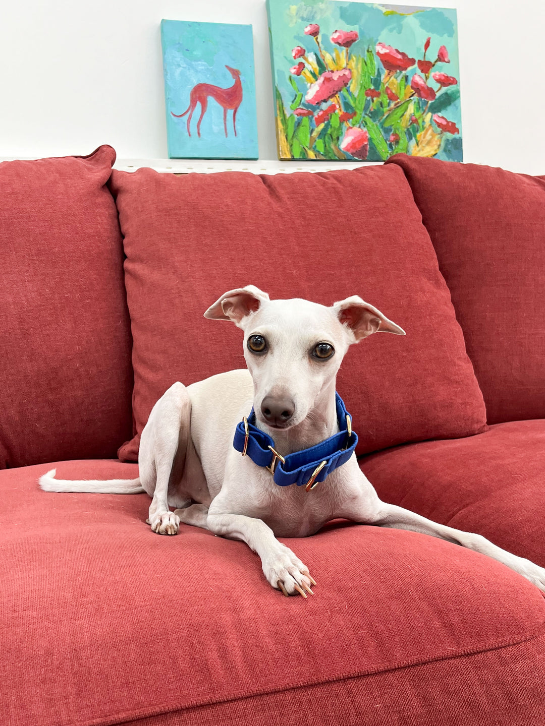 Dazzling Blue Martingale Collar Lifestyle On Italian Greyhound