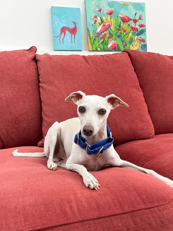 Dazzling Blue Martingale Collar Lifestyle On Italian Greyhound