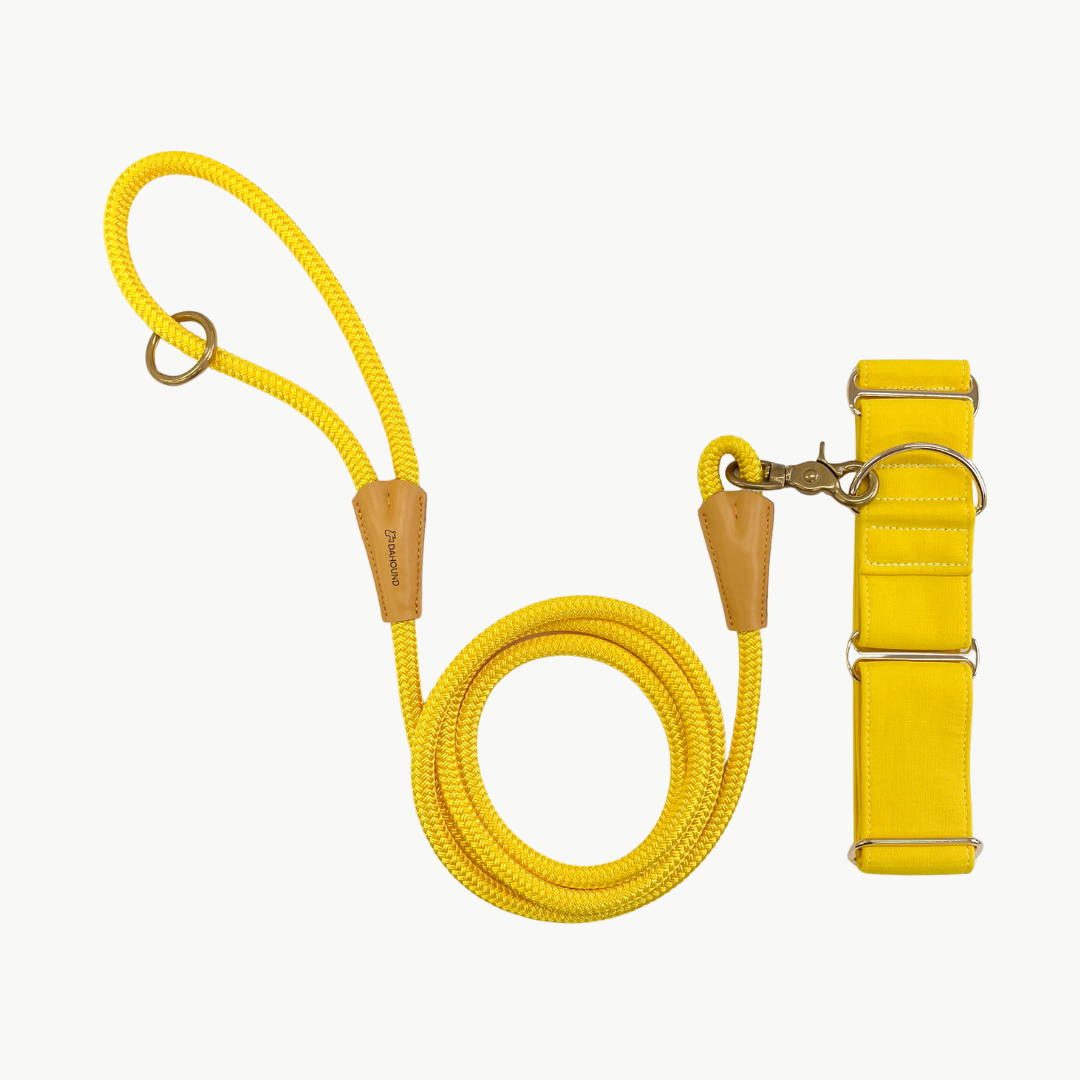 Candy Yellow Martingale Collar & Leash Bundle For Greyhounds, Whippets and Italian Greyhounds
