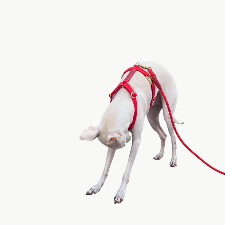 Signature Rope Leash | Red (Leather & Brass Hardware)