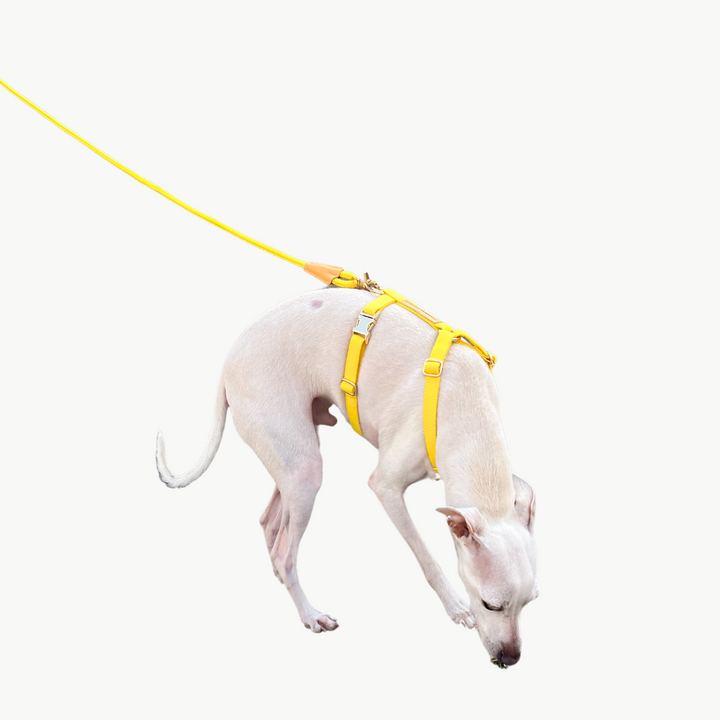 Signature Rope Leash | Candy Yellow (Leather & Brass Hardware)