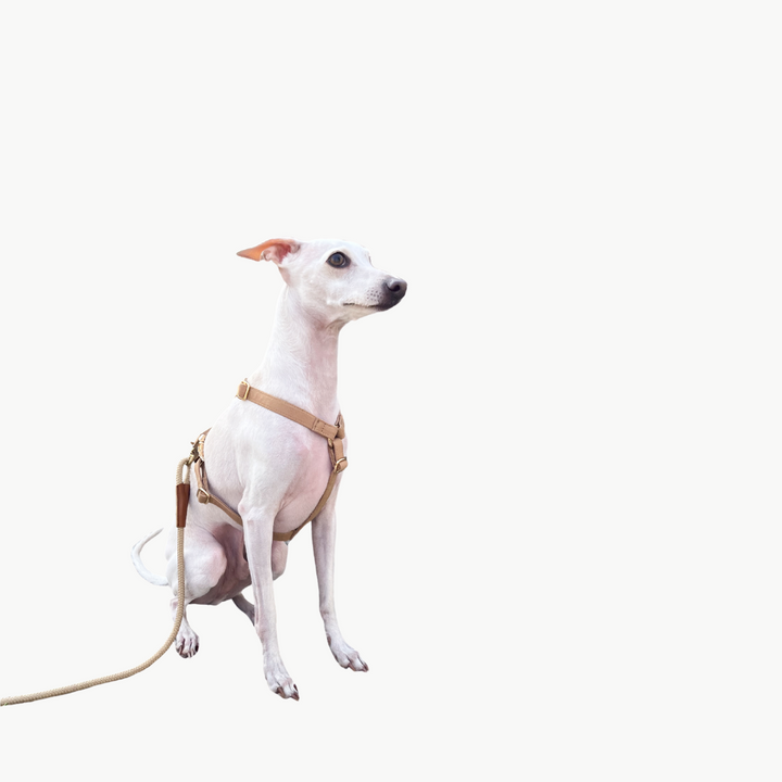 Signature Rope Leash | Beige (Leather & Brass Hardware)