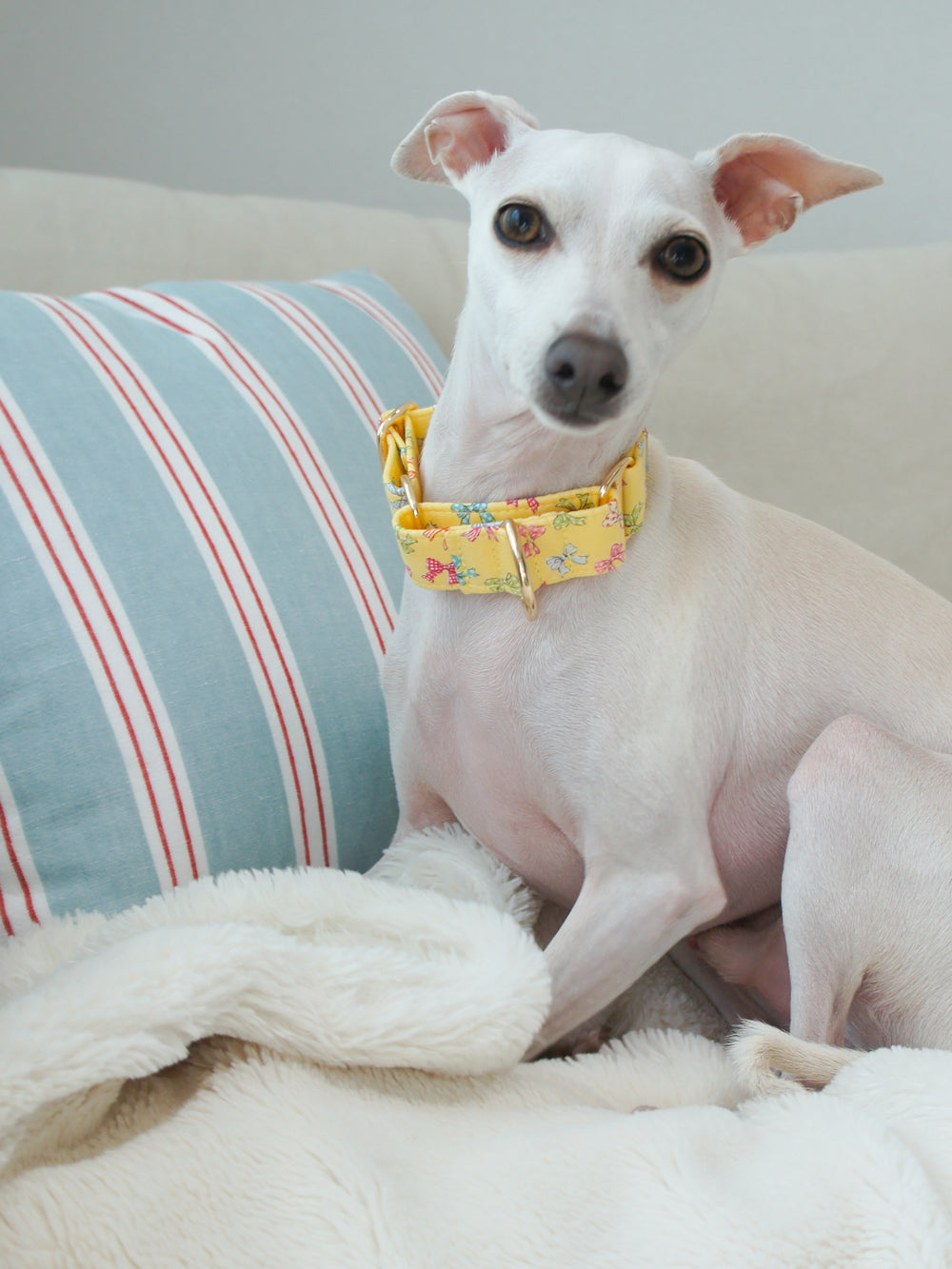 Dahound Yellow Mini Bows Martingale Collars Italian Greyhound Lifestyle Photo