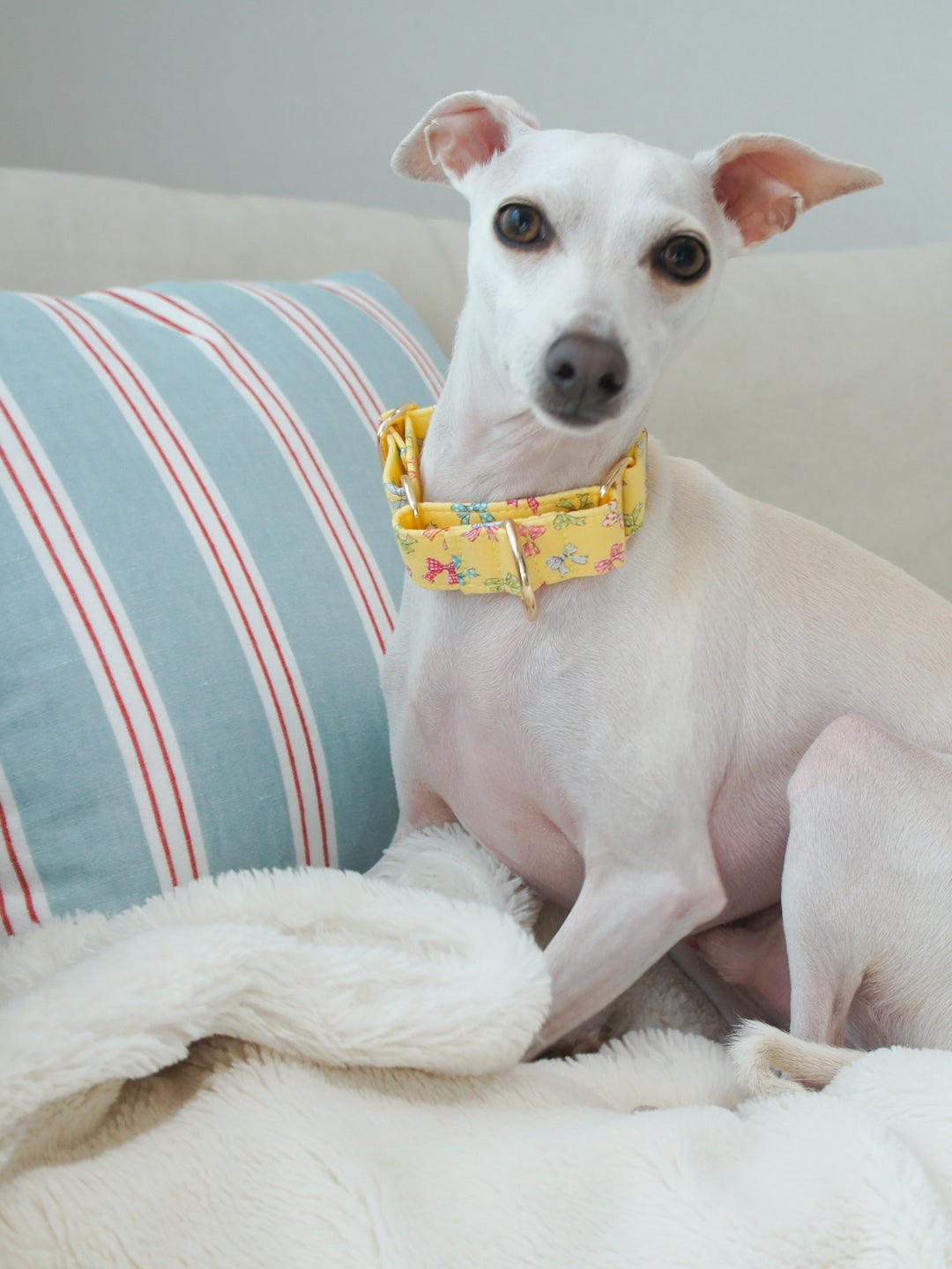 Dahound Yellow Mini Bows Martingale Collars Italian Greyhound Lifestyle Photo