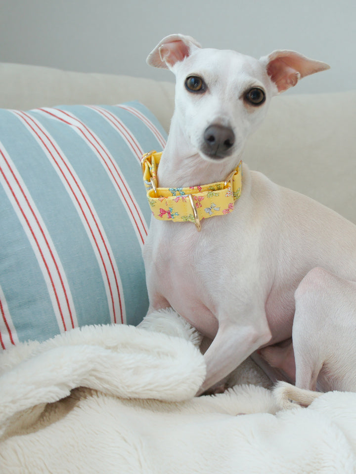 Dahound Yellow Mini Bows Martingale Collars Italian Greyhound Lifestyle Photo