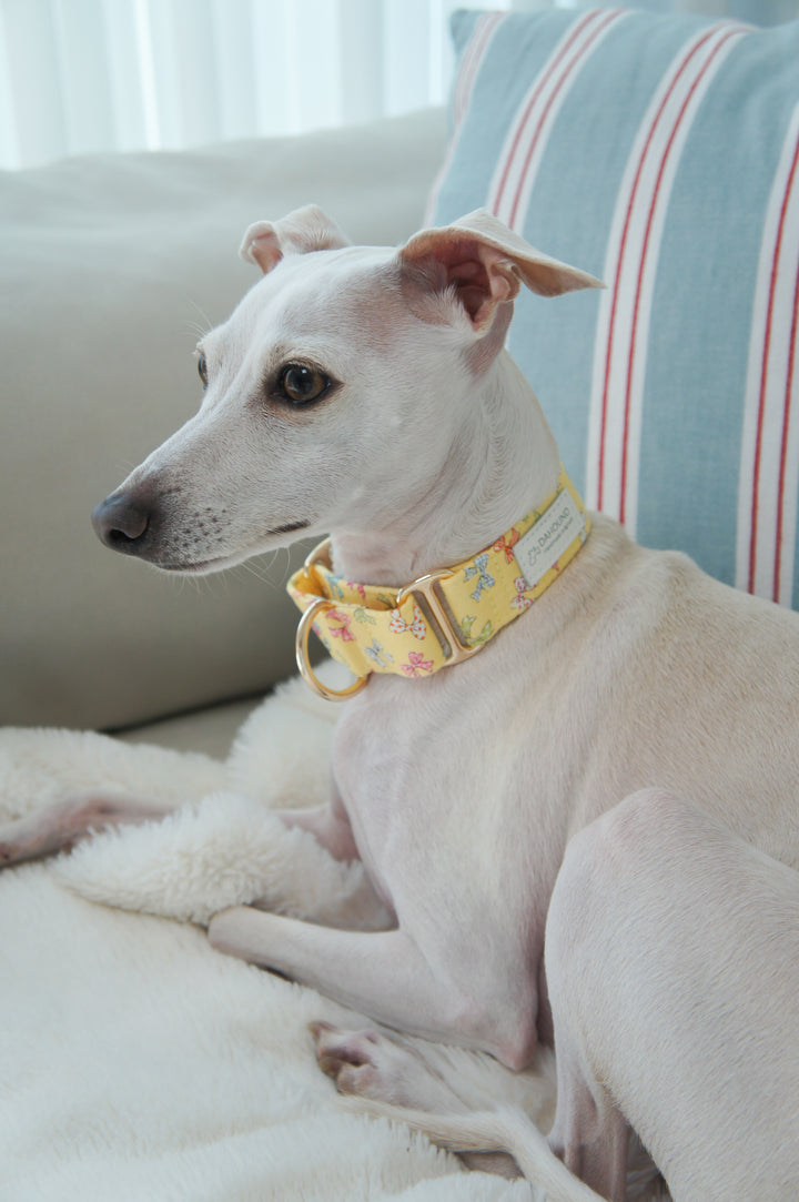 Dahound Yellow Mini Bows Martingale Collars Italian Greyhound Lifestyle Photo