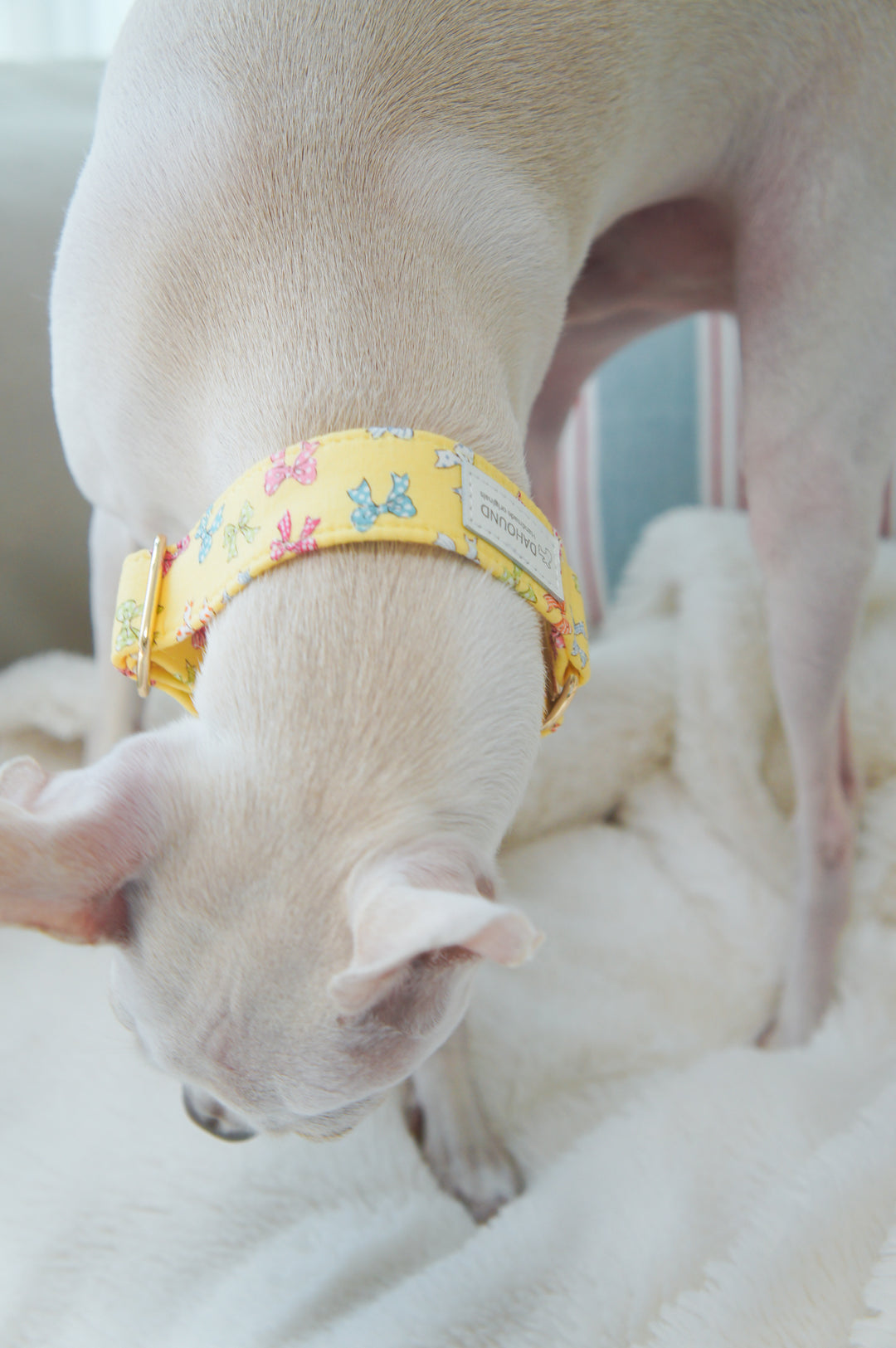Dahound Yellow Mini Bows Martingale Collars Whippet Lifestyle Photo