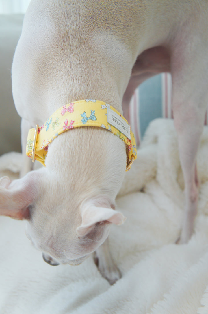 Dahound Yellow Mini Bows Martingale Collars Whippet Lifestyle Photo
