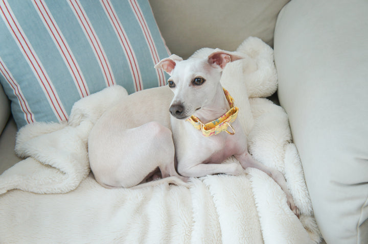 Dahound Yellow Mini Bows Martingale Collars Whippet Lifestyle Photo