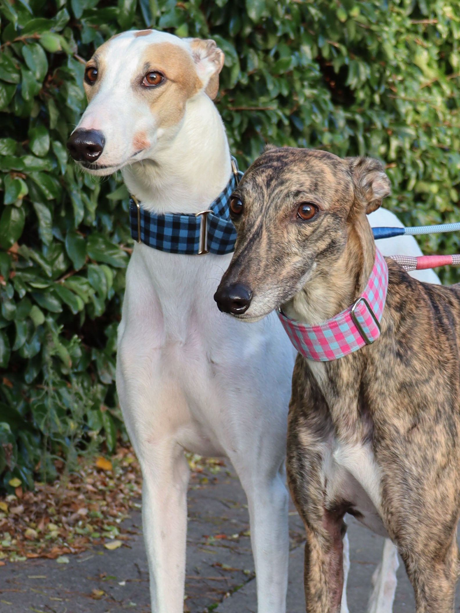 The Best Selling Gingham Martingale Collars For Greyhounds, Whippets and Italian Greyhounds
