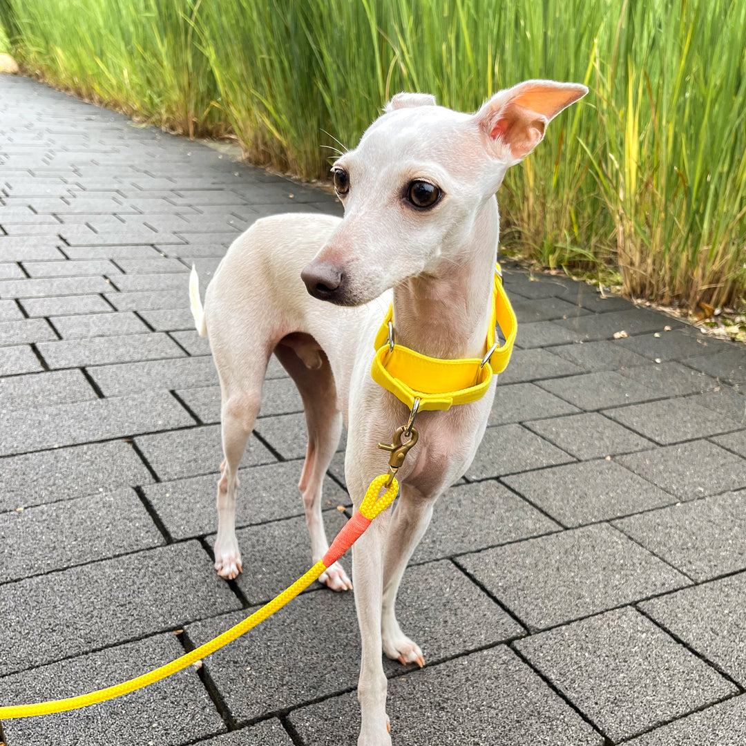 Wide Martingale Collar | Pac-man Yellow (Soft Cotton)