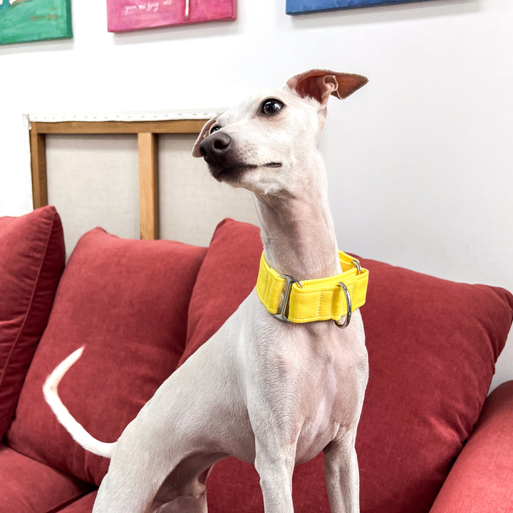 Wide Martingale Collar | Pac-man Yellow (Soft Cotton)