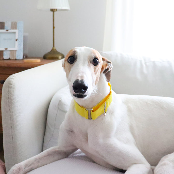 Wide Martingale Collar | Pac-man Yellow (Soft Cotton)