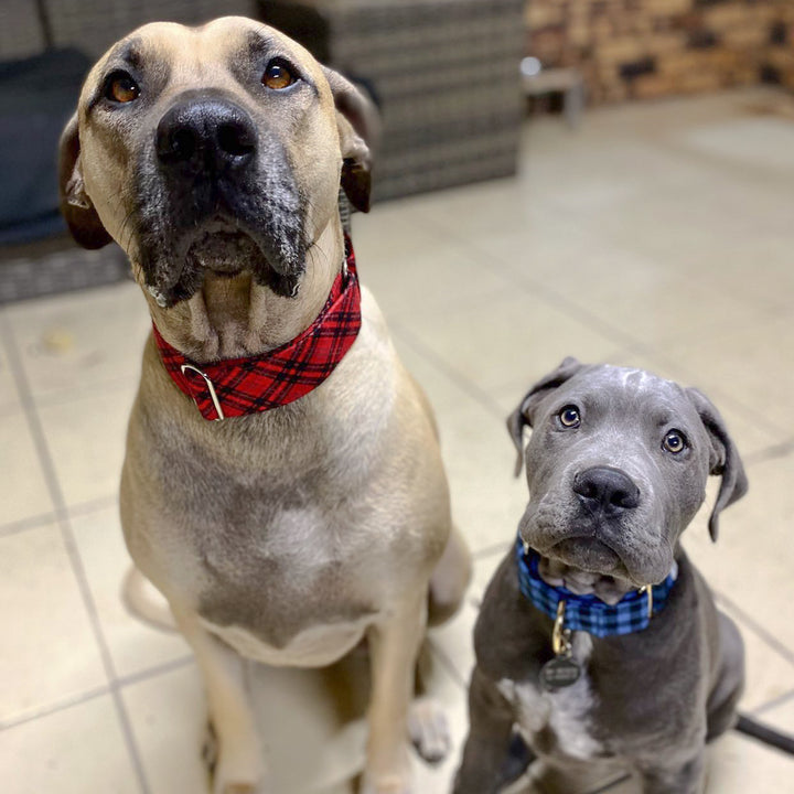 Martingale Dog Collars