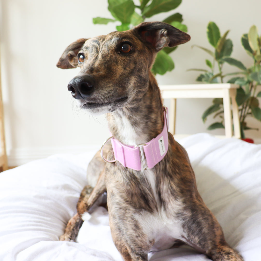 martingale collar greyhound