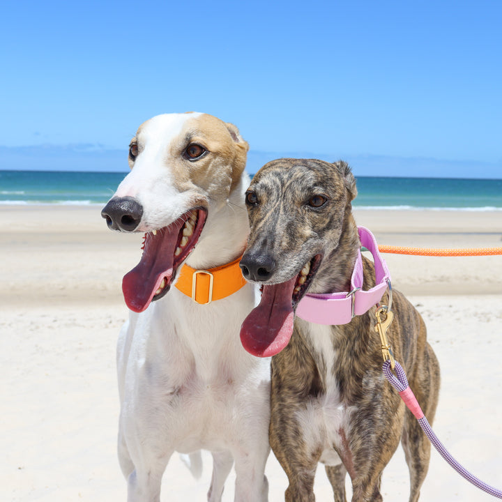 martingale collar whippet