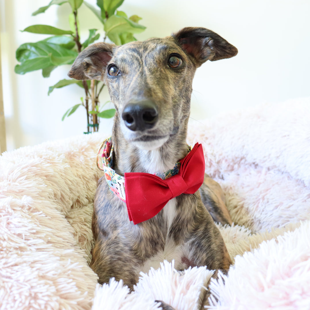 Oversized Dog Bow for Martingale Collars | Ruby Red