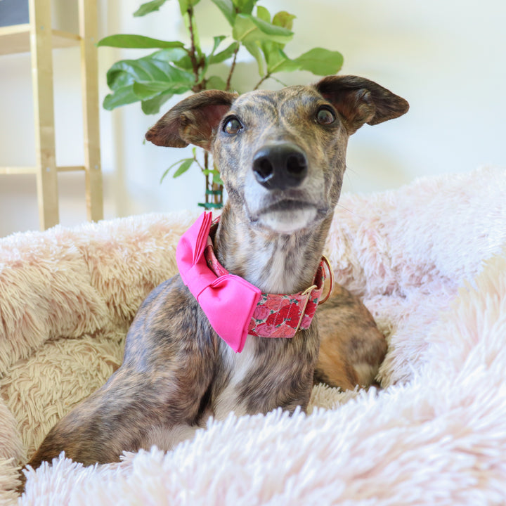 Oversized Dog Bow for Martingale Collars | Pink