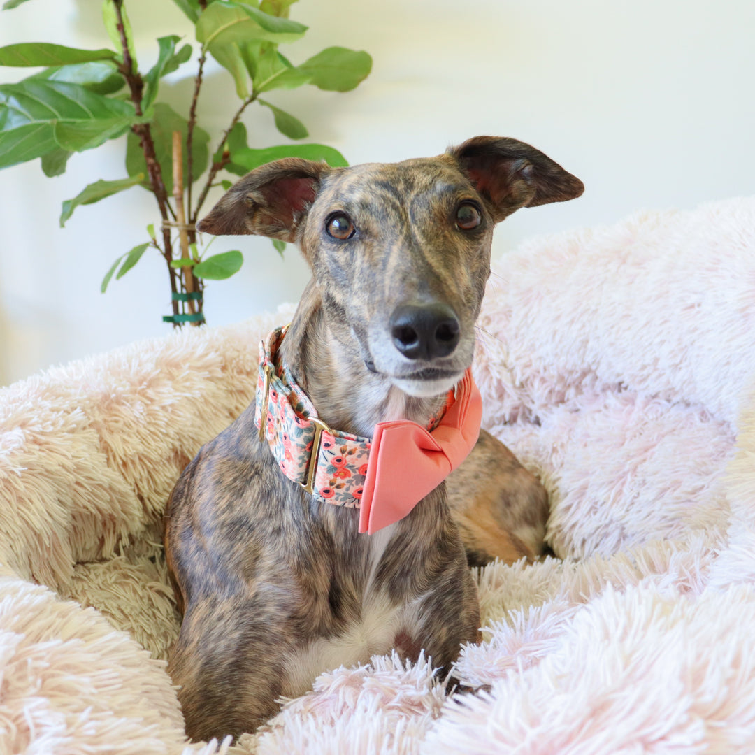 Oversized Dog Bow for Martingale Collars | Peach