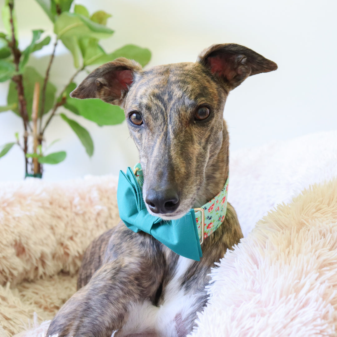 Oversized Dog Bow for Martingale Collars | Teal Green
