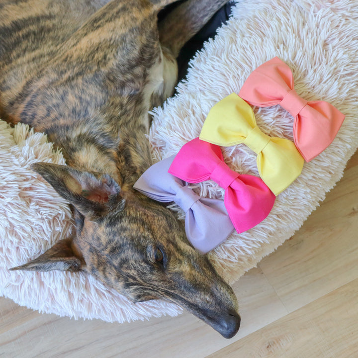 Oversized Dog Bow for Martingale Collars | Chamomile Yellow
