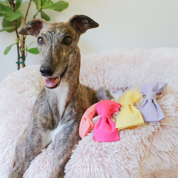 Oversized Dog Bow for Martingale Collars | Chamomile Yellow
