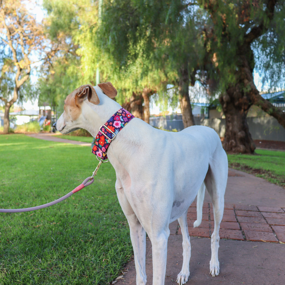 greyhound dog collars