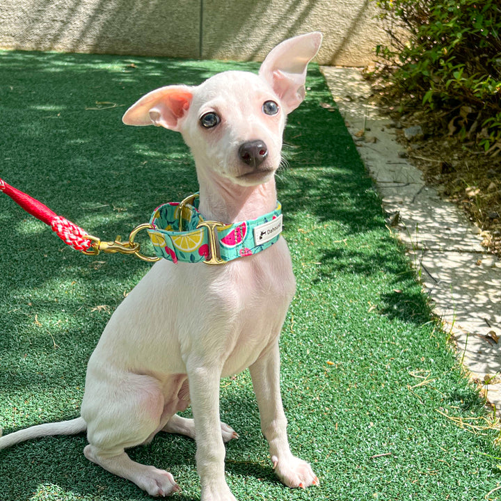 Italian greyhound collar