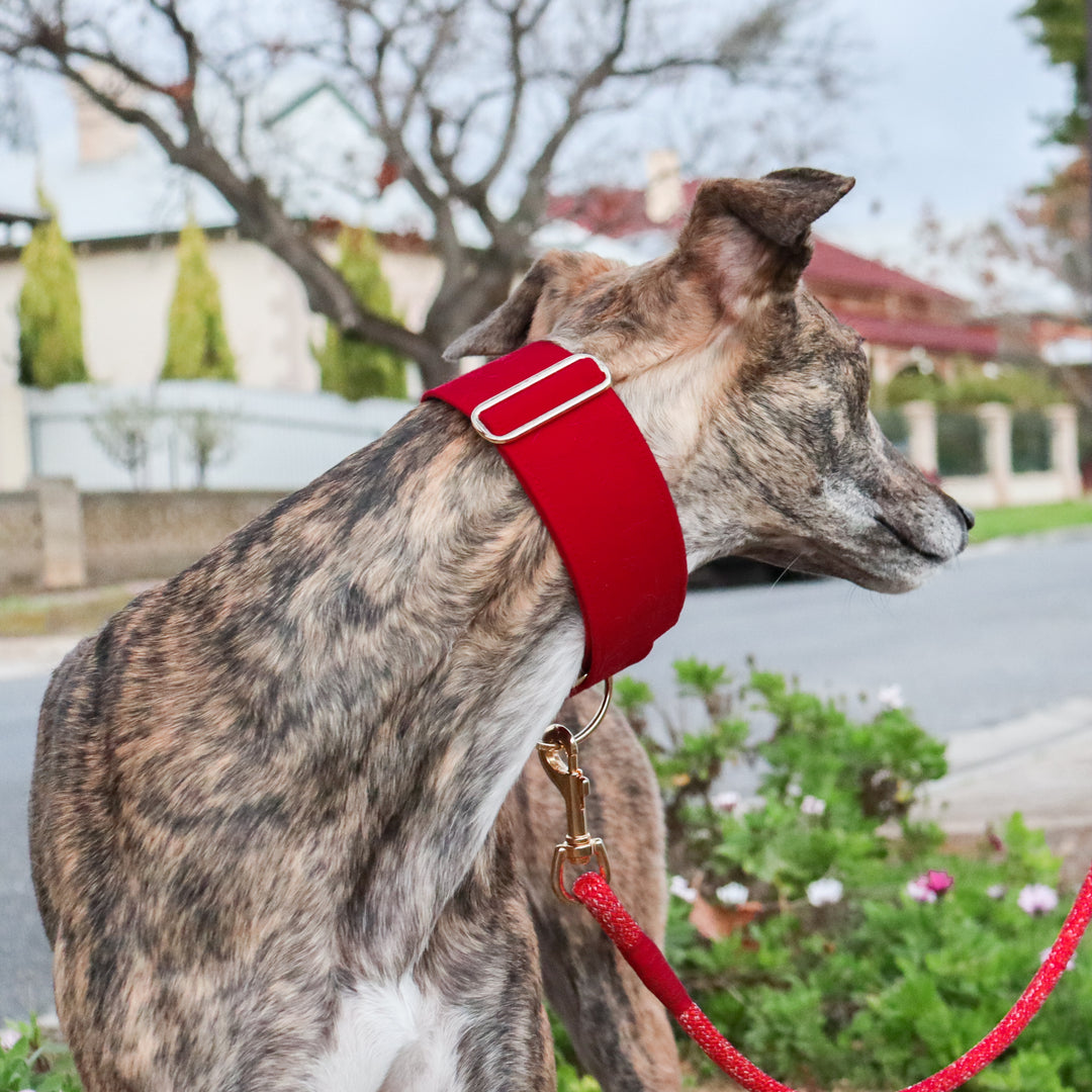 Greyhound Collars Australia