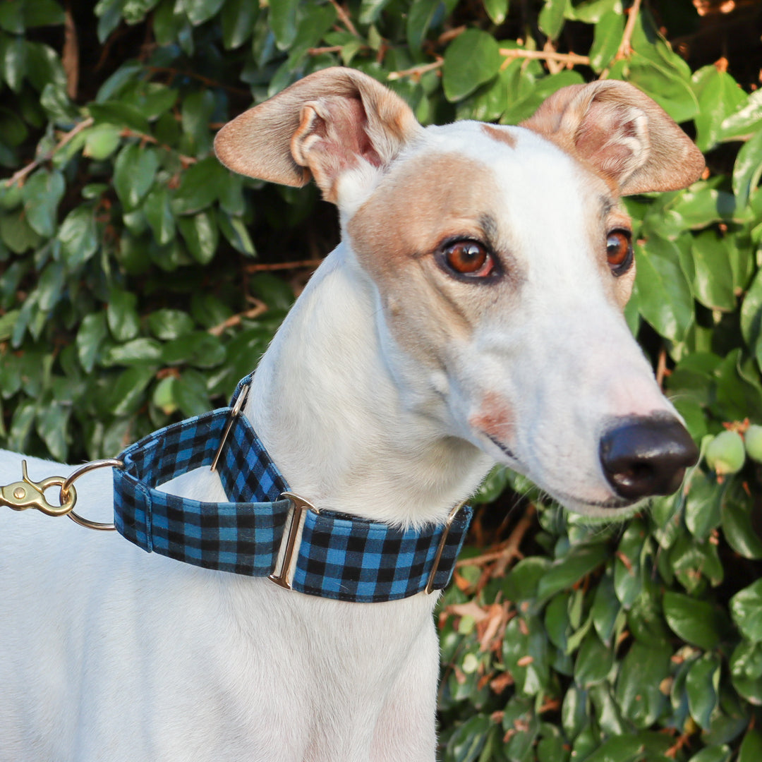 Blue tartan martingale collar