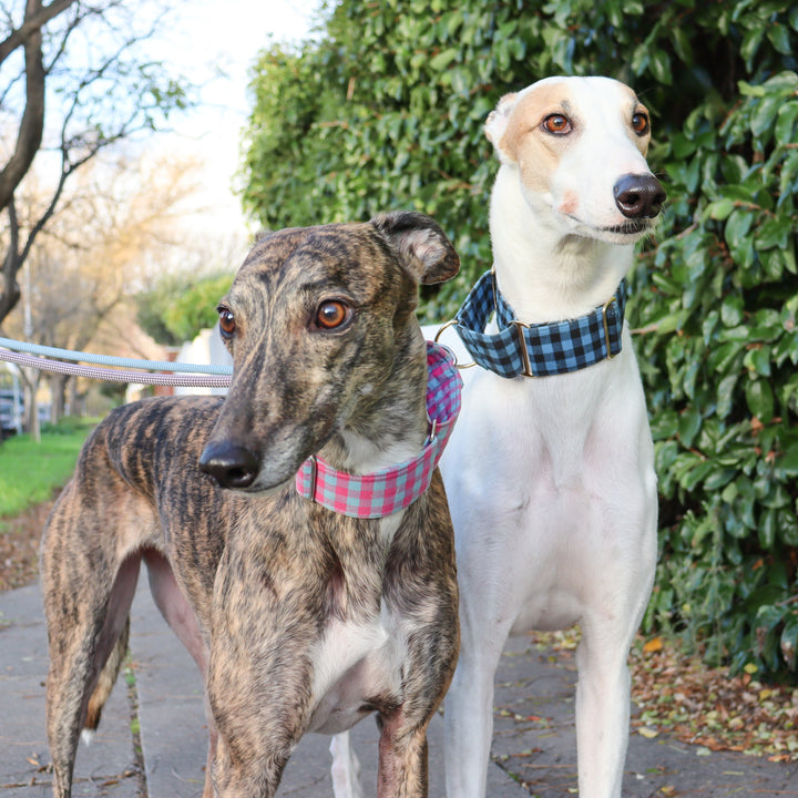 martingale collar greyhound