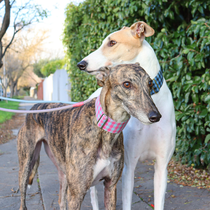 martingale dog collar
